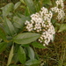 Ageratina popayanensis - Photo (c) Mateo Hernandez Schmidt, μερικά δικαιώματα διατηρούνται (CC BY-NC-SA), uploaded by Mateo Hernandez Schmidt