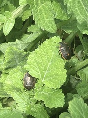 Chlorochroa