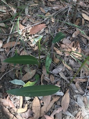 Cryptostylis