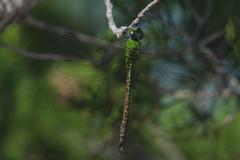 Coryphaeschna adnexa
