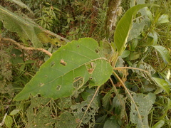 Verbesina arborea