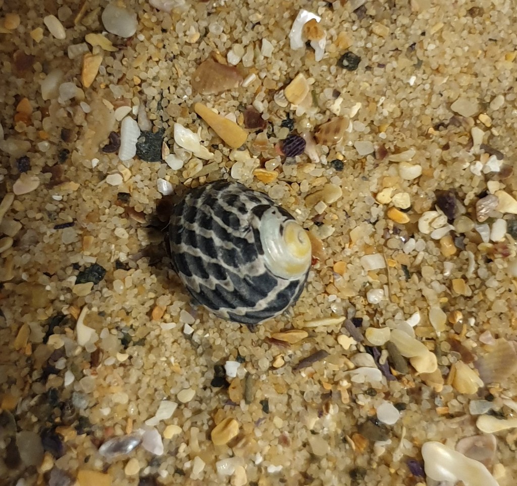 Zebra Top Snail from Sydney NSW, Australia on September 28, 2020 at 02