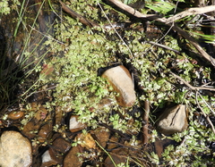 Ranunculus amphitrichus
