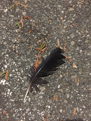 Corvus brachyrhynchos