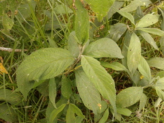 Varronia cylindrostachya