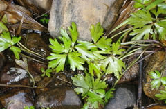Ranunculus amphitrichus