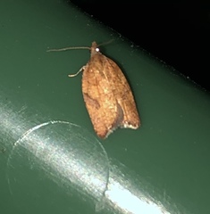 Clepsis consimilana