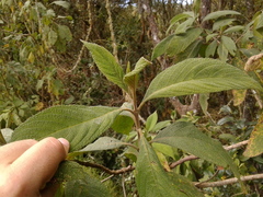 Lippia hirsuta