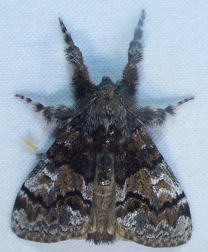 Manto Tussock Moth photo 4