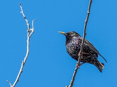 Sturnus vulgaris