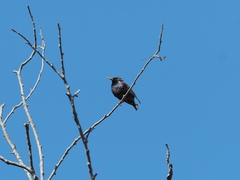 Sturnus vulgaris