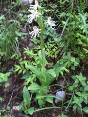 Habenaria macroceratitis