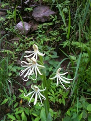 Habenaria macroceratitis