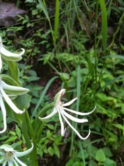 Habenaria macroceratitis