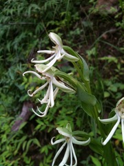 Habenaria macroceratitis