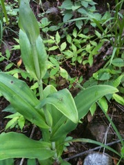 Habenaria macroceratitis