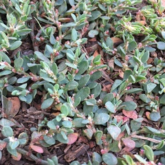 Polygonum buxiforme