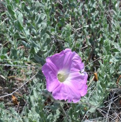 Ipomoea lenis