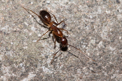 Camponotus pseudoirritans