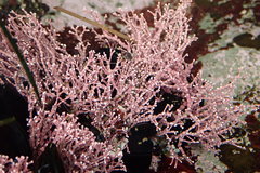 Calliarthron tuberculosum