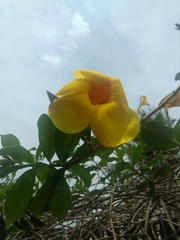 Allamanda cathartica