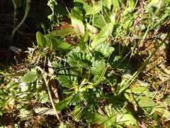 Pelargonium rodneyanum