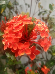 Ixora chinensis