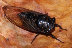 Cryptotympana mandarina