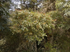 Weinmannia