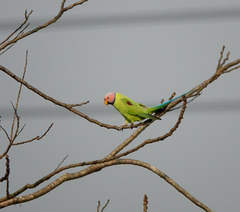 Psittacula roseata