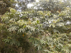 Senna viarum