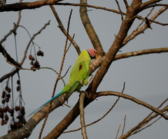 Psittacula roseata