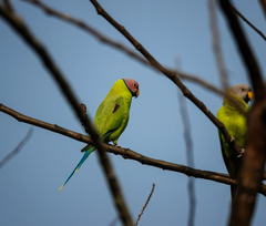 Psittacula roseata