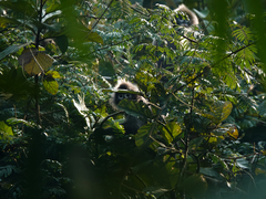 Trachypithecus phayrei