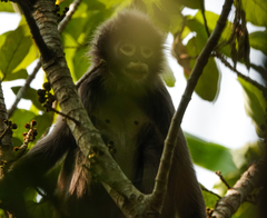 Trachypithecus phayrei