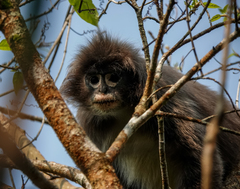 Trachypithecus phayrei