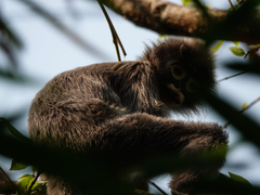 Trachypithecus phayrei