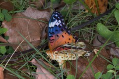 Argynnis hyperbius
