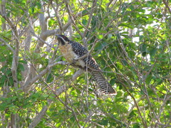 Eudynamys orientalis