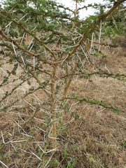 Vachellia xanthophloea