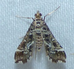 Diasemiopsis leodocusalis