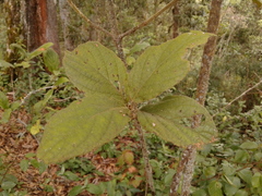 Viburnum lasiophyllum