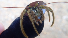 Clibanarius longitarsus