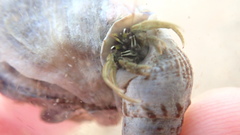 Clibanarius longitarsus