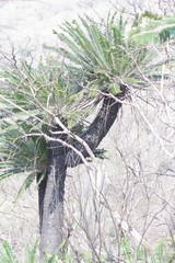 Encephalartos transvenosus