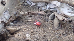 Paraleptuca splendida