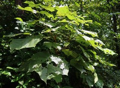 Sterculia urens