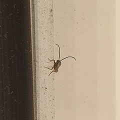 Insecta
