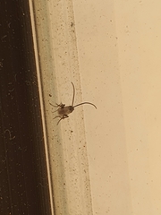 Insecta