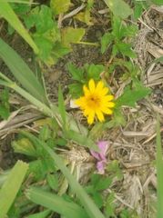 Sphagneticola trilobata